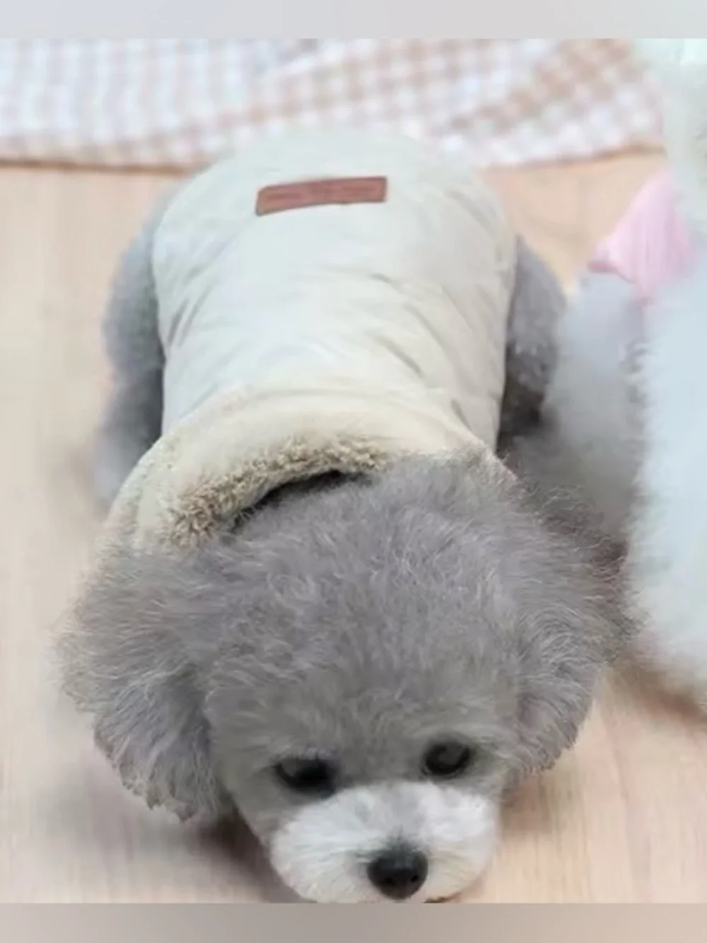 2 pet jackets - Cozy for Small Dogs